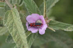 Tylosis maculatus
