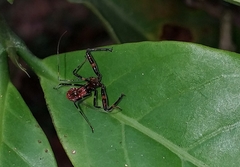 Rihirbus trochantericus