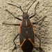 Eastern Boxelder Bug - Photo (c) klips, some rights reserved (CC BY-NC)