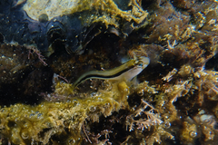 Parablennius laticlavius