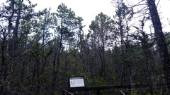 Pinus contorta bolanderi