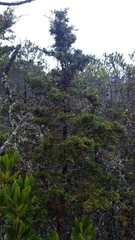 Cupressus pygmaea