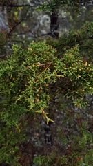 Cupressus pygmaea