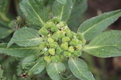 Euphorbia cuphosperma