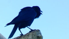 Corvus imparatus