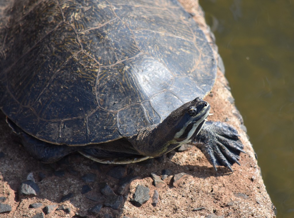 Williams' Side-necked Turtle