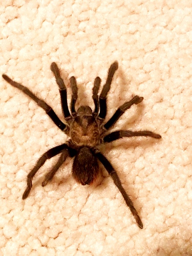 California Ebony Tarantula photo 4