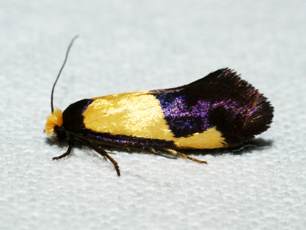 Edosa irruptella