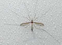 Tipula tricolor