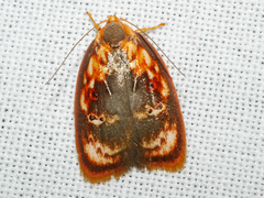 Eochrois sarcoxantha