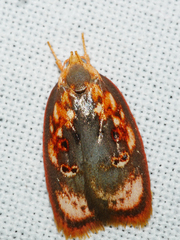 Eochrois sarcoxantha