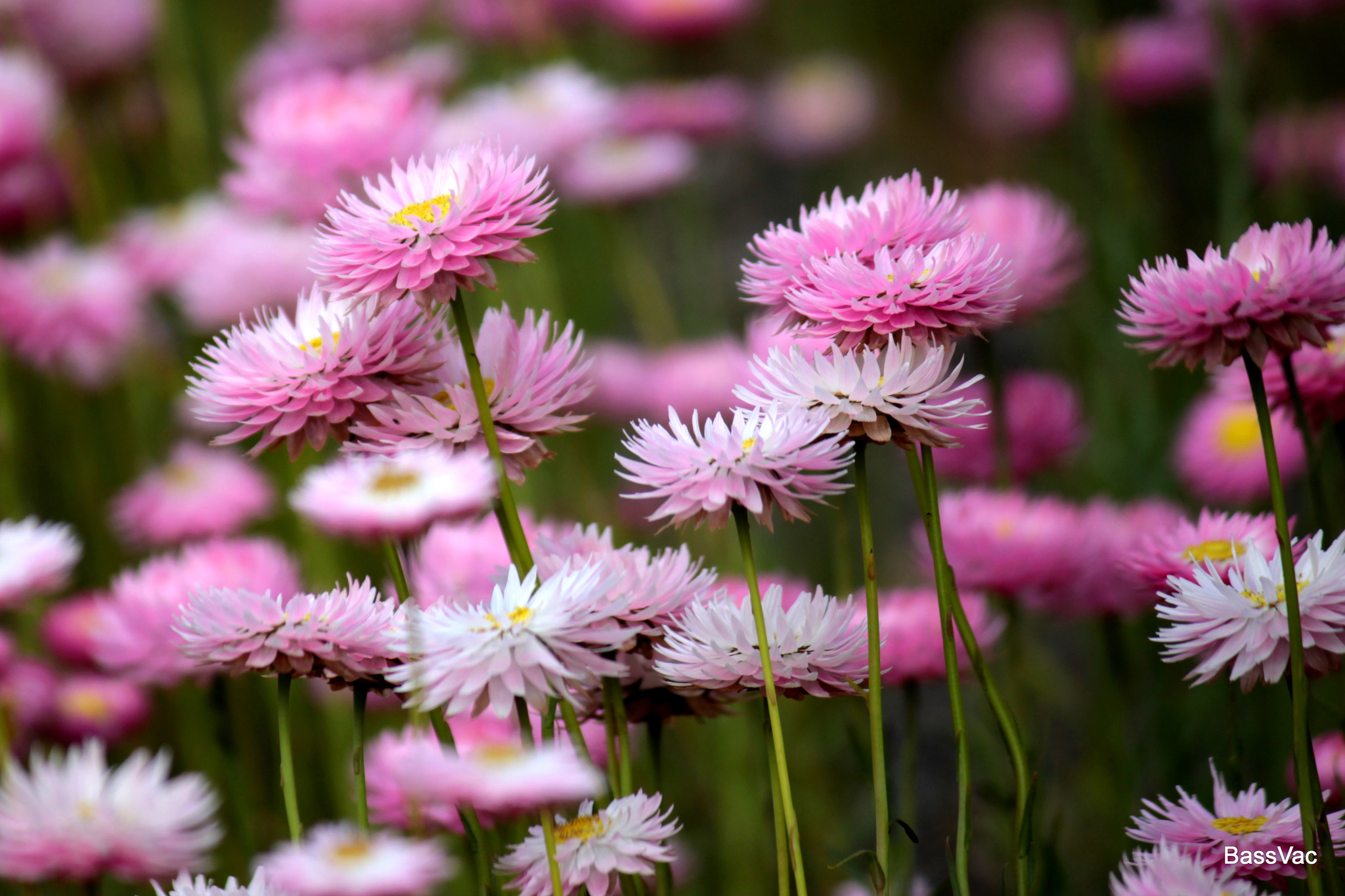 Rhodanthe chlorocephala ssp. rosea
