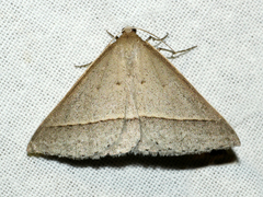 Epidesmia perfabricata