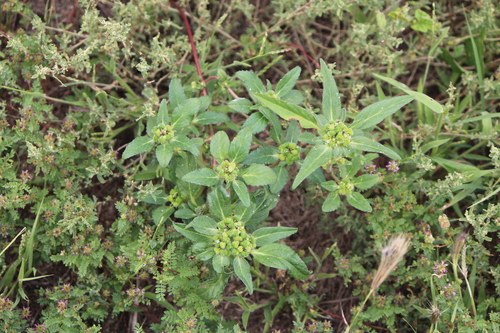 Image of Euphorbia cuphosperma by (c) José Belem Hernández Díaz, some rights reserved (CC BY)