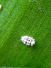 Nipaecoccus aurilanatus