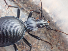 Scaphinotus ventricosus