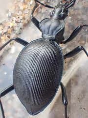 Scaphinotus ventricosus