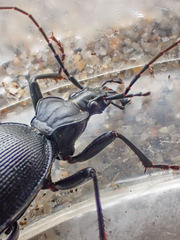 Scaphinotus ventricosus