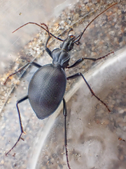 Scaphinotus ventricosus