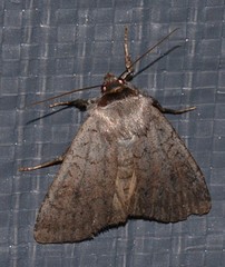 Protolampra rufipectus
