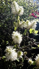 Fothergilla major
