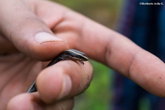 Plestiodon bilineatus