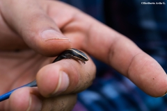 Plestiodon bilineatus