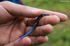 Plestiodon bilineatus