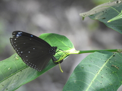 Euploea eunice hobsoni