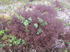 Bryocaulon divergens