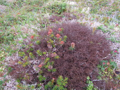 Bryocaulon divergens
