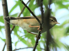 Helopsaltes ochotensis