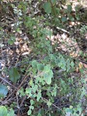 Clinopodium chandleri