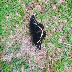 Papilio cleotas