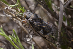 Hadoa neomexicensis