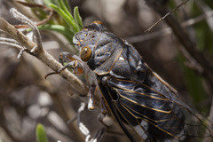 Hadoa neomexicensis