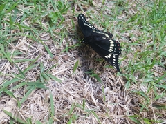 Papilio cleotas