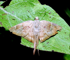 Ectomis mexicanus
