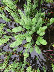 Hippuris tetraphylla