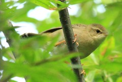 Helopsaltes ochotensis