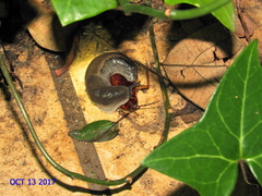 Urocyclus kirkii