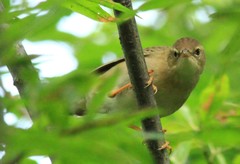 Helopsaltes ochotensis