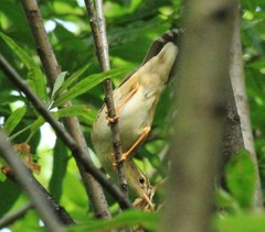 Helopsaltes ochotensis