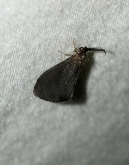 Cryptothelea nigrita