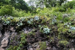 Agave attenuata