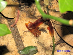 Urocyclus kirkii