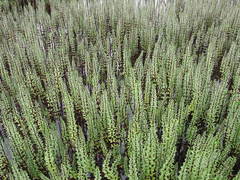 Hippuris tetraphylla