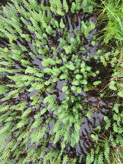 Hippuris tetraphylla
