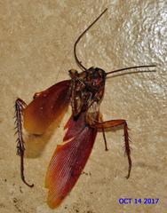 Urocyclus kirkii