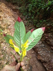Columnea picta